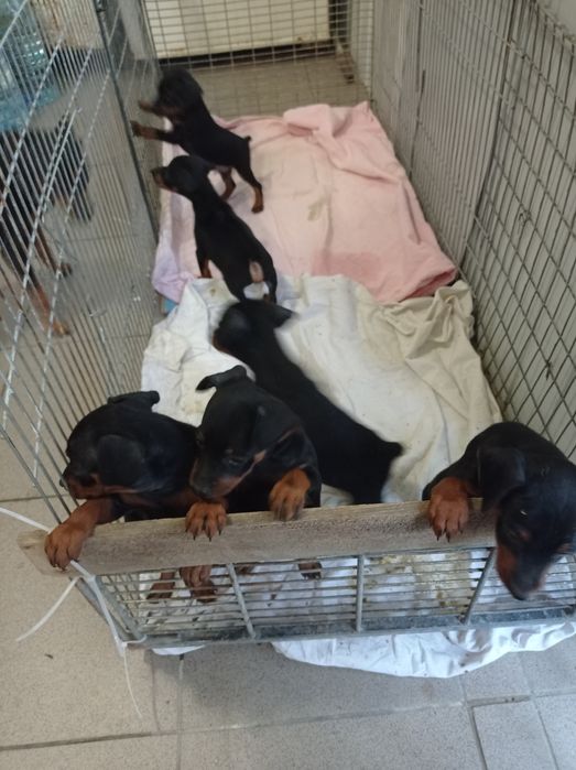 Цвіргпінчер чистокровні, хлопці та дівчата