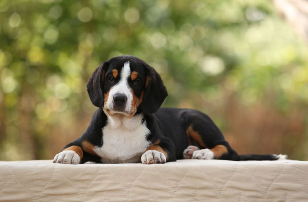 Ентлебухер Энтлебухер зенненхунд цуценята