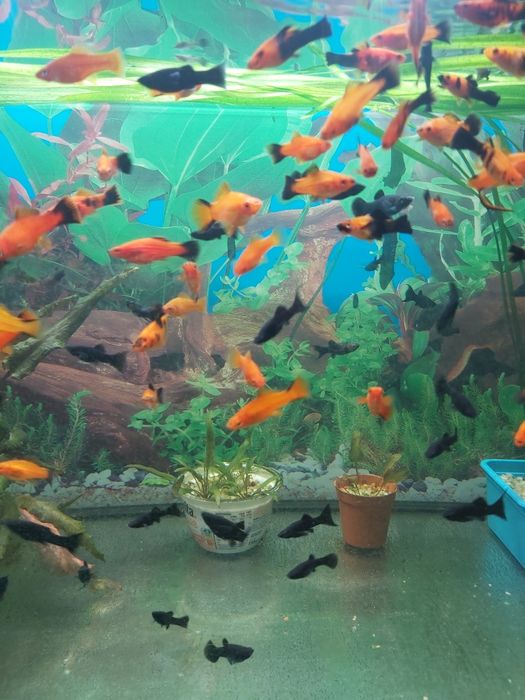 Młode rybki Molinezje Mieczyki.