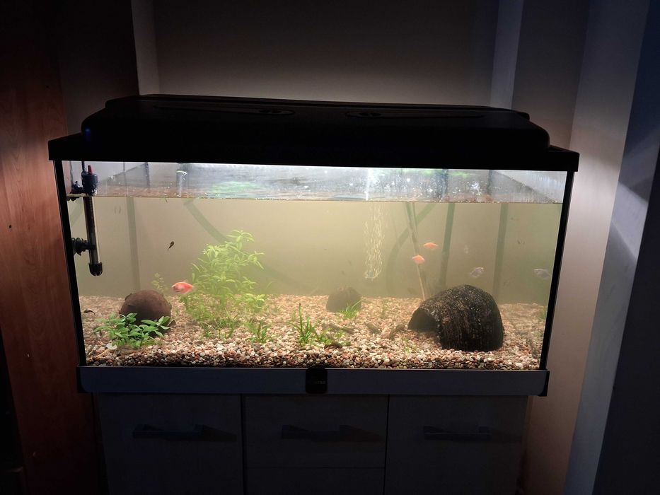 Glonojad Zbrojnik pospolity