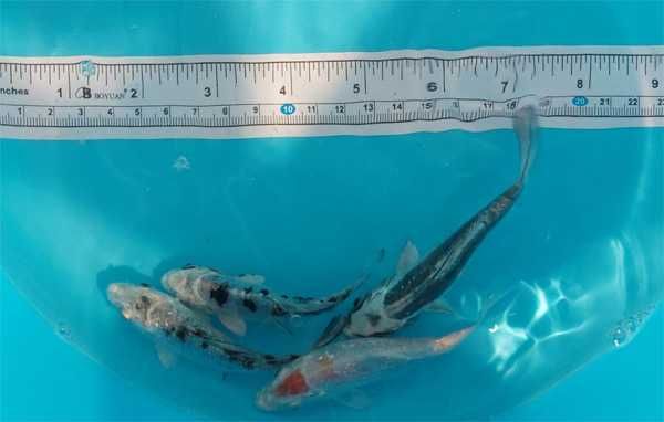 Carpas koi handpick