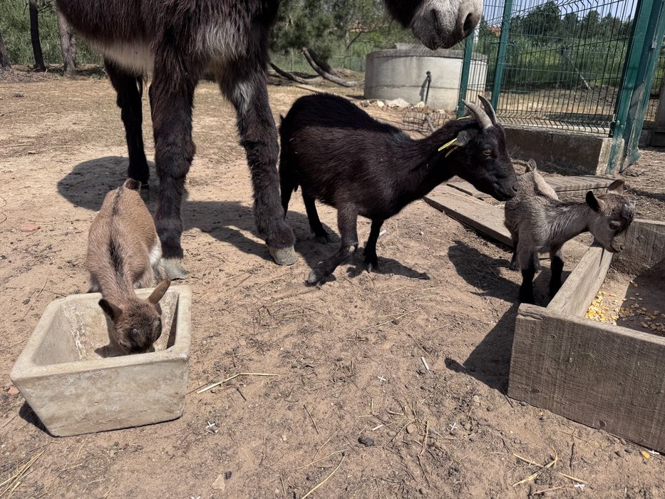 Cabras anãs novas e velhas