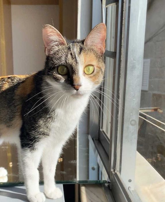 ESTERILIZADA | Gata juvenil e meiga disponível para adoção responsável