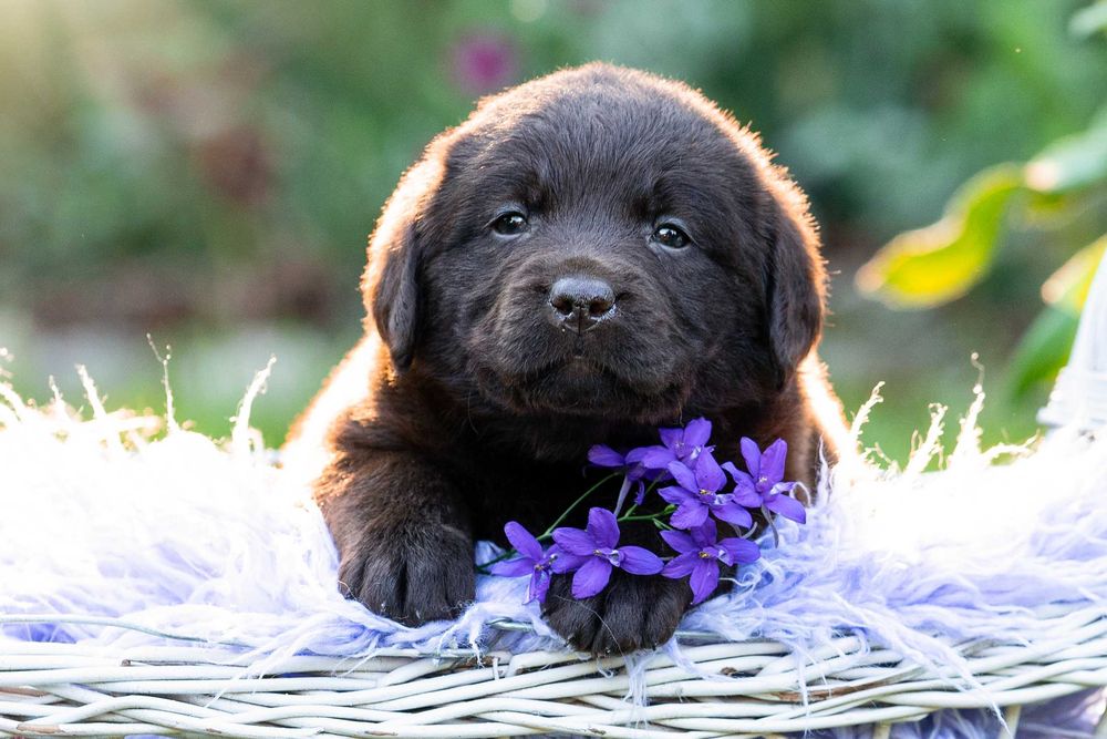 Labrador Retriever – FCI odbiór początek Września