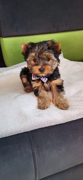 York Yorkshire Terrier Piesek  Szczeniak