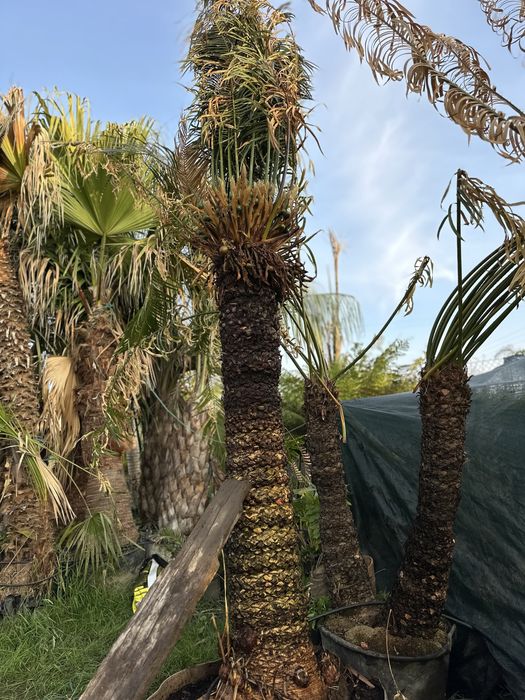 Cycas circinalis - Grande exemplar cica