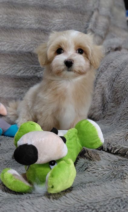 Мальтіпу ф1 малюки