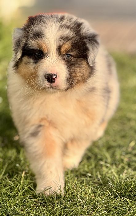 Owczarek Australijski, Aussie , piesek ZKwP