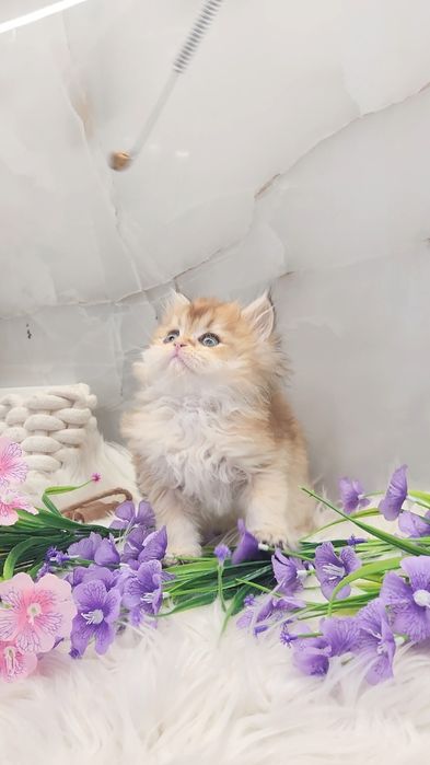 Шотландське кошеня золота шиншила