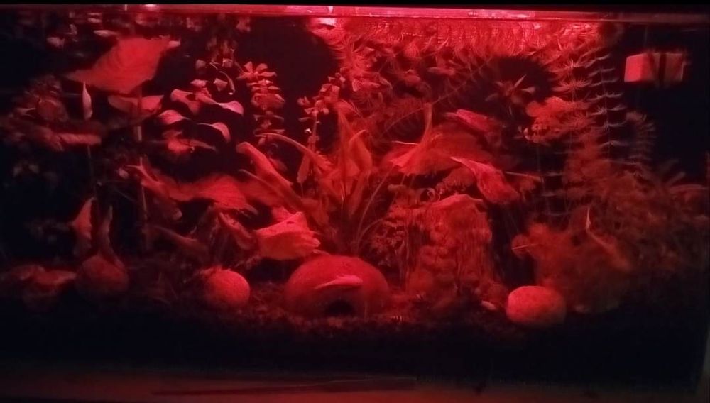 Akwarium 112 l Opti White