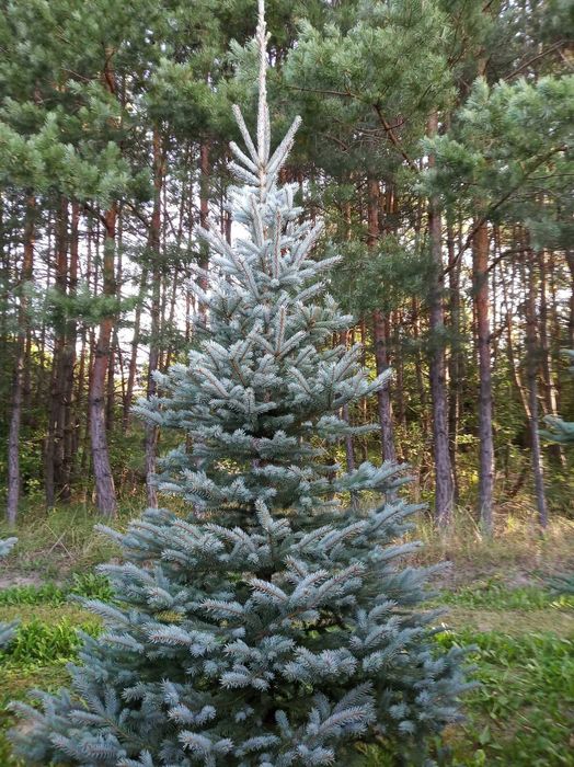 Świerk srebrny choinki