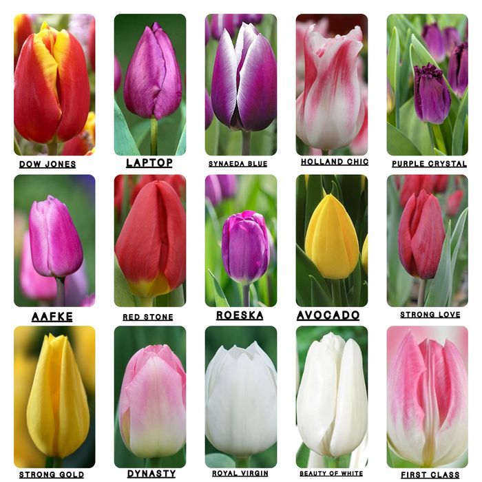 Тюльпан опт/розница