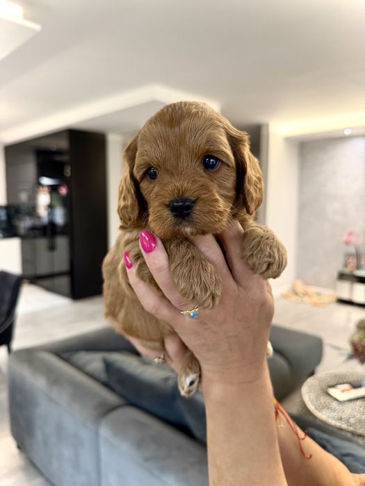 Cavapoo - chlopiec - cavalier & pudel