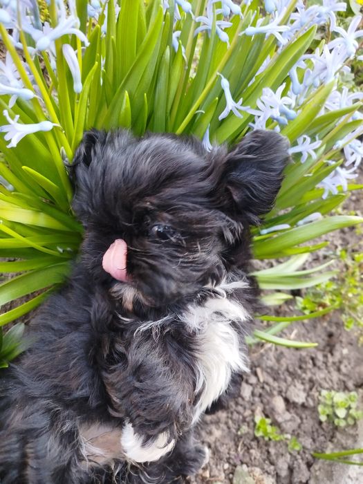 Гарнюня дівчинка ши-тцу