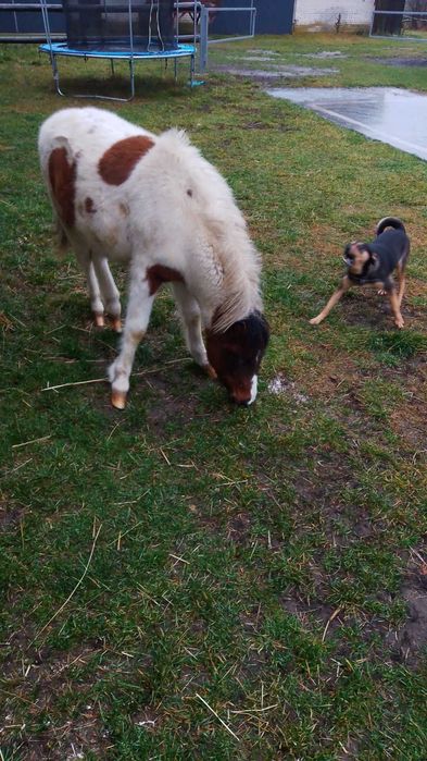 Sprzedam zrebice kucyk