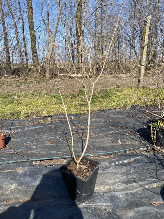 Калина махрова.  Бульденеж