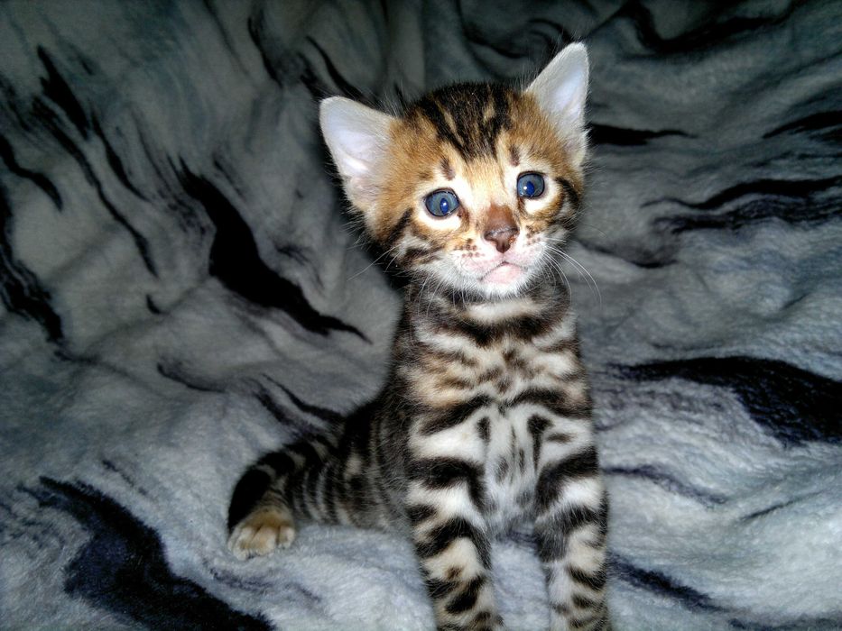 Чистокровний бенгальський хлопчик WCF в окрасі BENn24