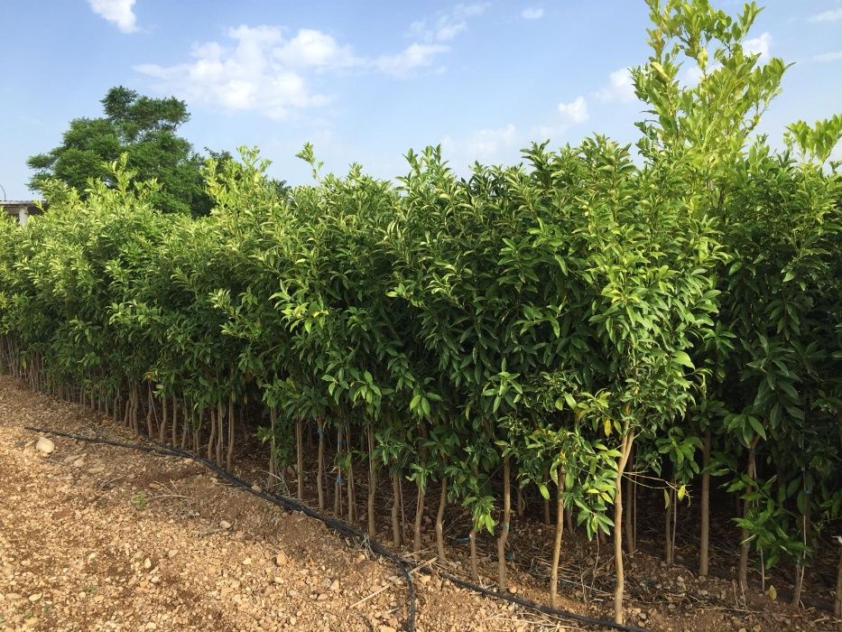 Kumquat e Limão Caviar - TRONCO GROSSO - preço especial para produções