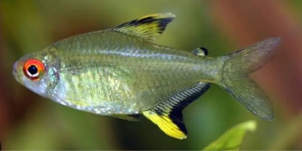 Tetra limão ideal para aquario comunitario