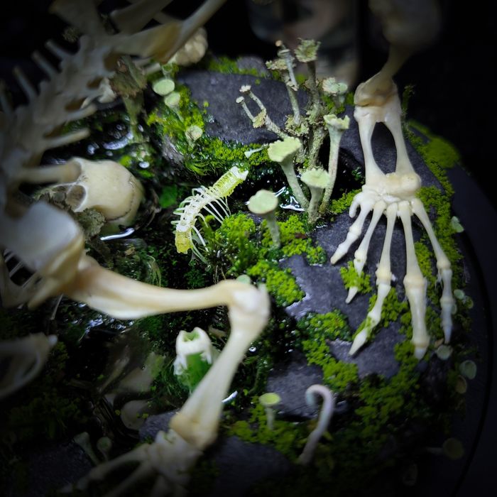 Taksydermia szkielet ropuchy