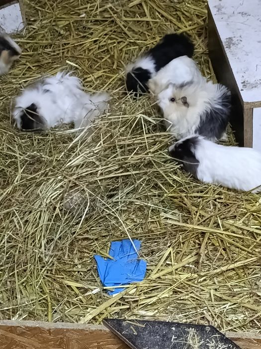 Świnki morskie rozetki długowłose