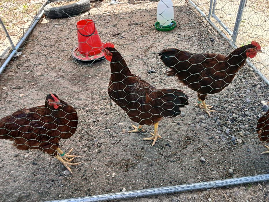 rhode island red jovens anilhados
