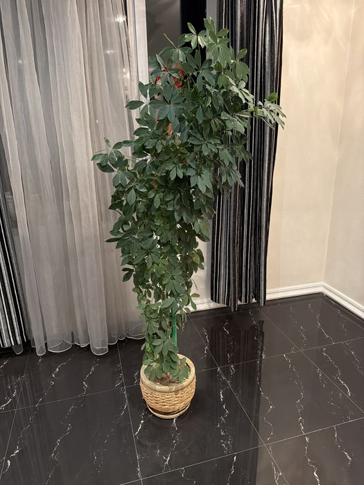 Шефлера, вирощений своїми руками