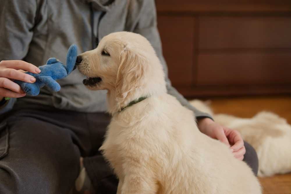 Golden Retriever kremowy piesek ZKwP FCI