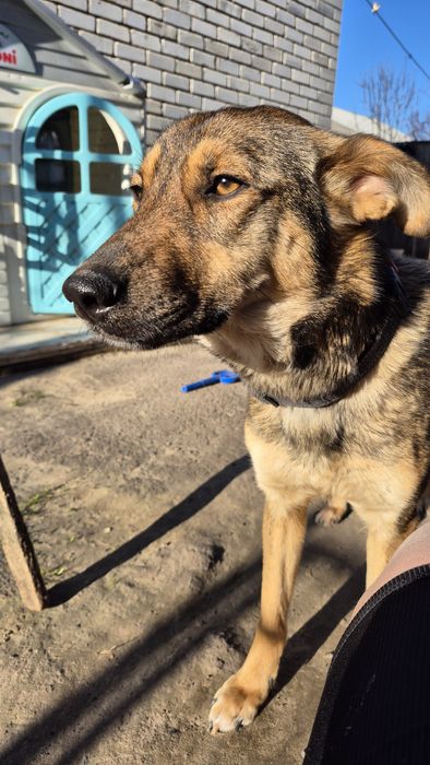 Цуценята у добрі ручки