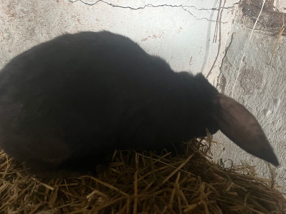 Króliki po rodzicach baranach francuskich
