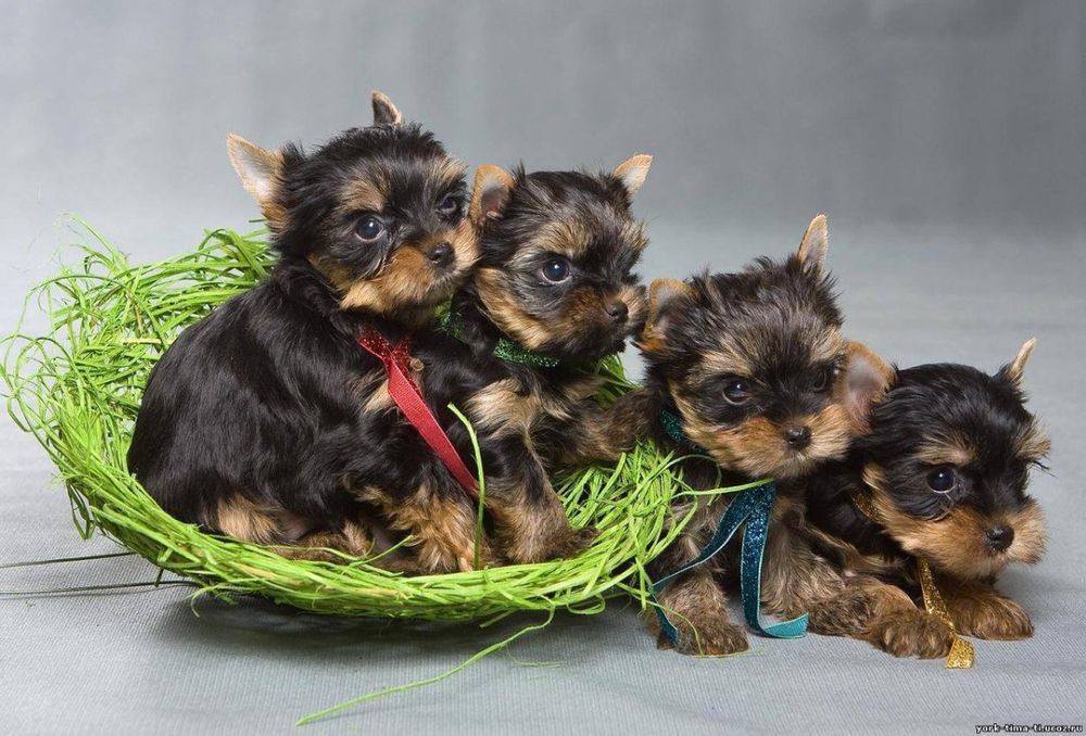 Йоркширский терьер мальчики