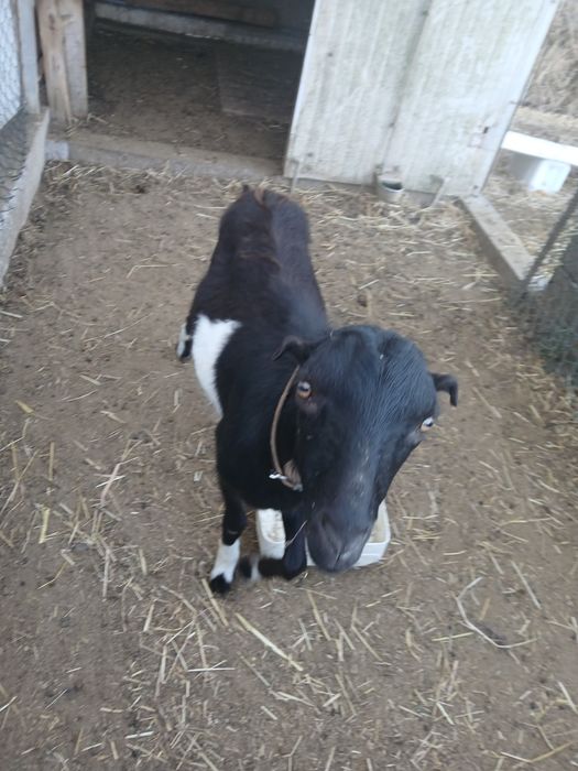 6 cabras femeas e 1 macho com cerca de 1 ano
