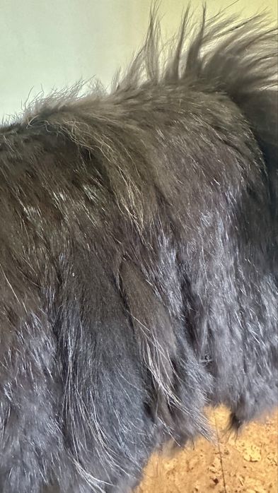 Casaco de pelo verdadeiro
