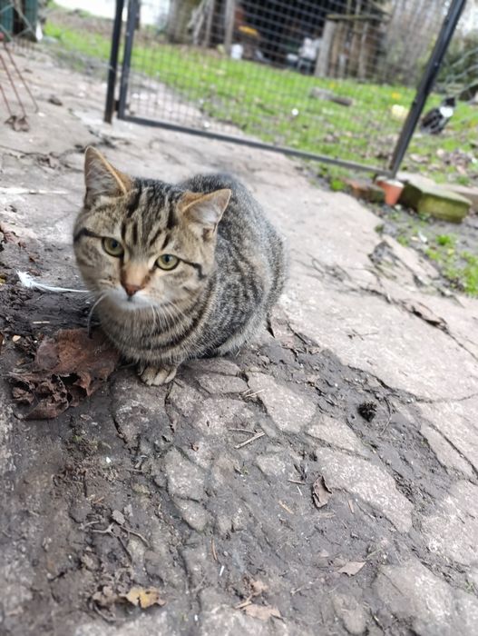 Кошенята в добрі руки