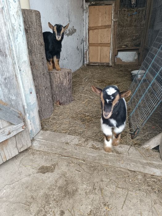 Донные козы  и козачки