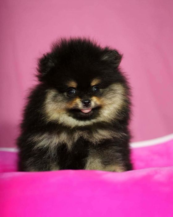 Pomeranian piesek