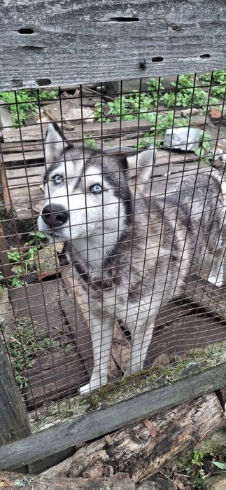 Віддам породисту собаку в хороші руки безкоштовно