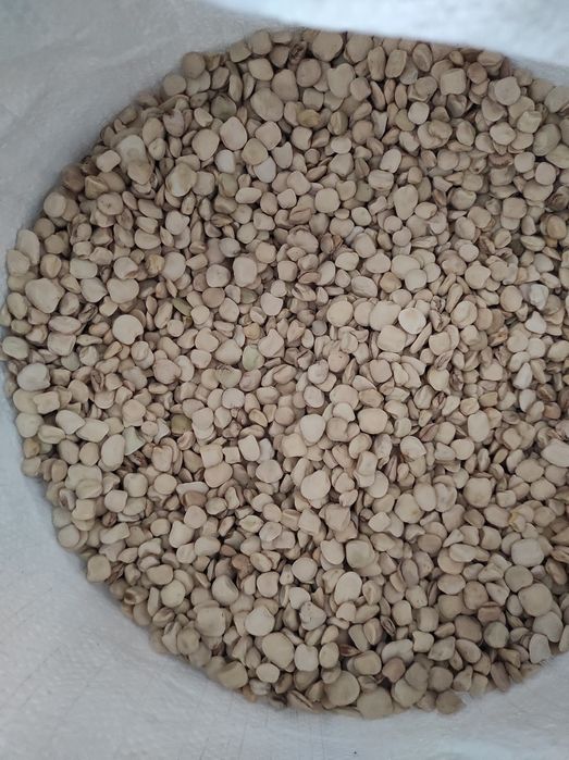 Chicharo Xixaro nacional