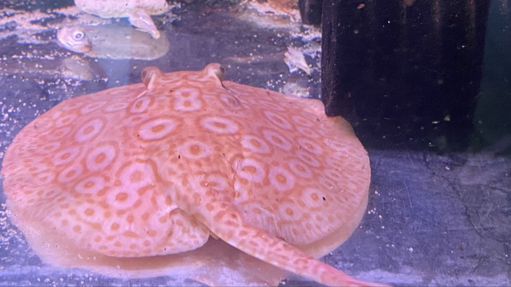 TABU Potamotrygon pearl jabutti albino