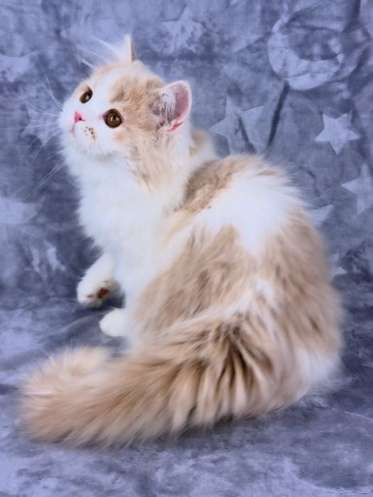 Страйт, гарний хлопчик, шотландське кошеня.