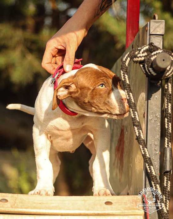 APBT Pit Bull   - White Devil - jedyne w europie