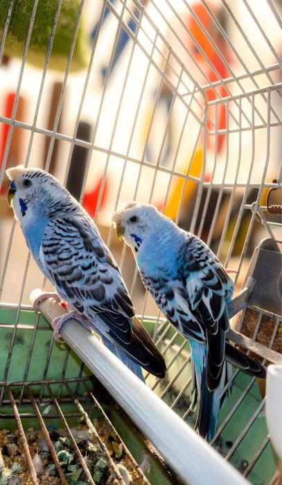 Casal de periquitos de poupa violetas reprodutores