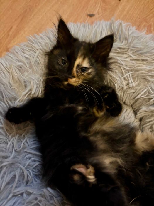 Кошенята (безкоштовно)