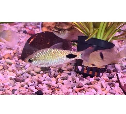 Dawkinsia assimilis mascara barb
