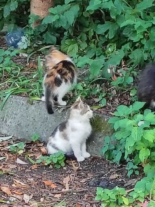 віддамо  гарних  котенят трьохмасних.