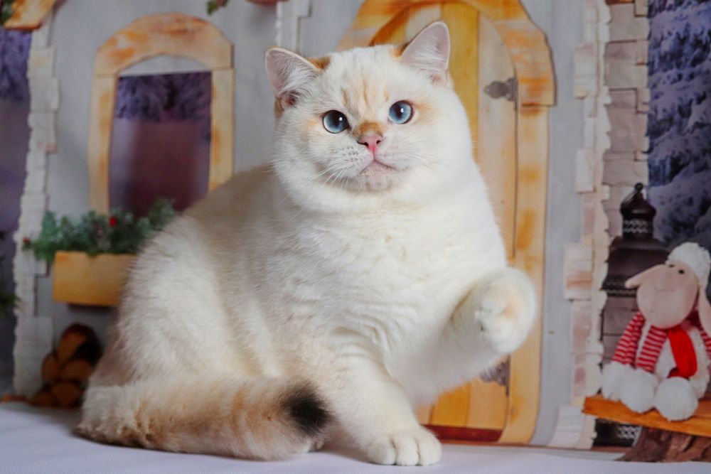 Мальчик Николас  британец золотая поинтовая шиншилла