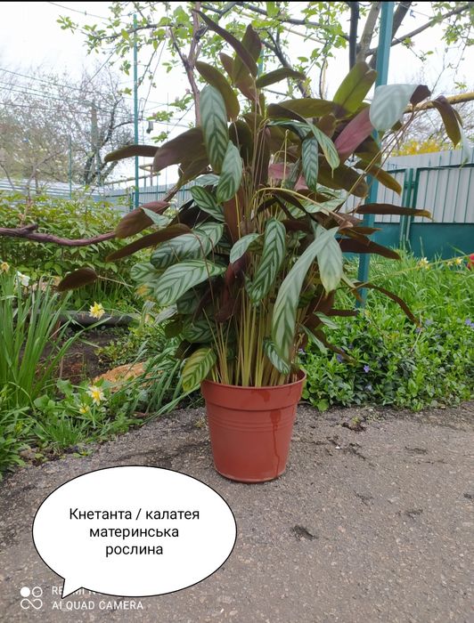 Калатея кнетанта Оппенгейма