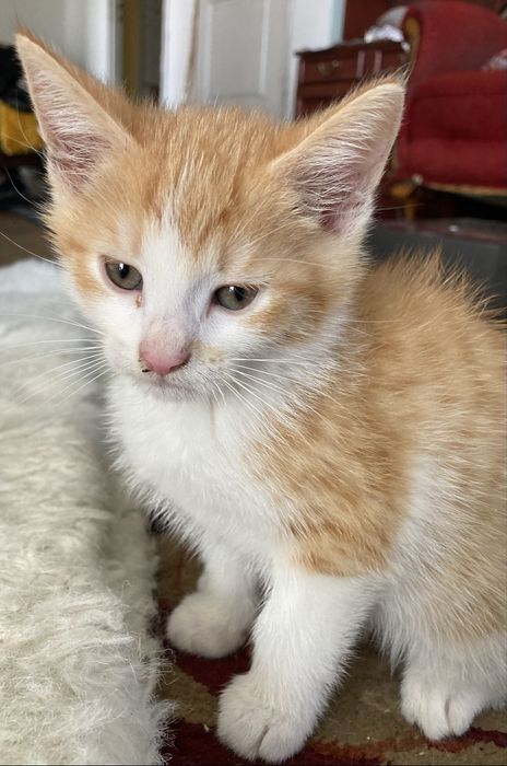 Kotki do adopcji