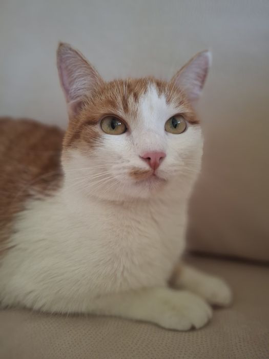 Кастрированный бело-рыжий котёнок-подросток ищет дом! Отдам в хорошие