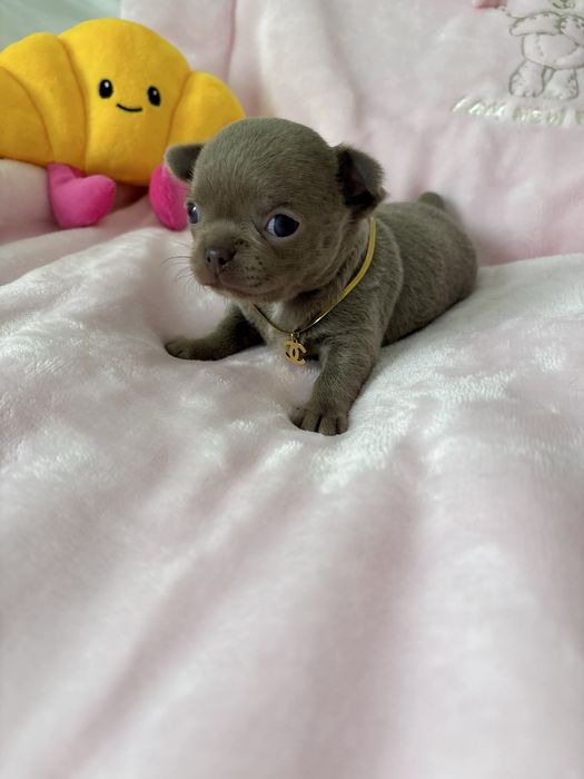 Chihuahua piękna liliowa suczka